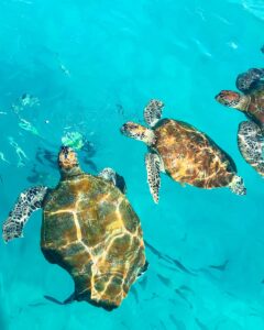 Three sea turtles swimming together