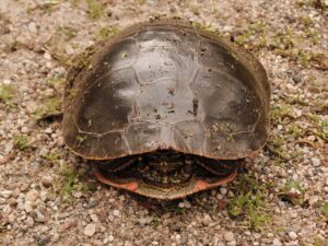 A small turtle hiding on its shell