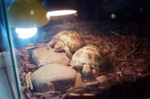 Baby turtle incubation in the aquarium