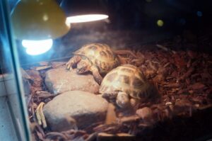 Baby turtle incubation in the aquarium