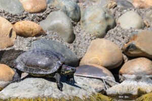 Turtle climbing on a rock