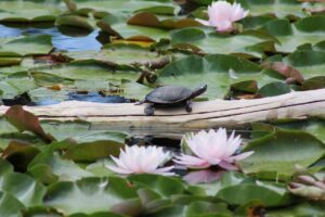 Turtle crawling on the top of a floating wood in the pond
