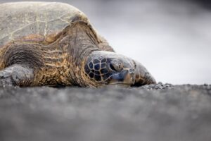 Turtles and tortoises Common Names