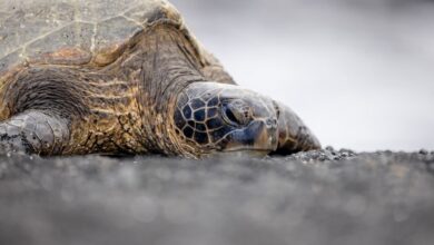 Turtles and tortoises Common Names