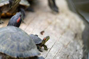 A baby turtle sunning on a log next to a larger turtle.