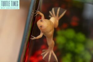 Upland Clawed Frog Xenopus Laevis In Tank