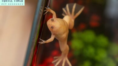 Upland Clawed Frog Xenopus Laevis In Tank