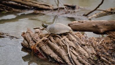 Wood turtle on fallen tree in the river