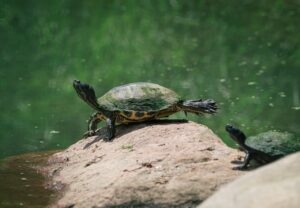 Wood turtle climbing on a stone in the river