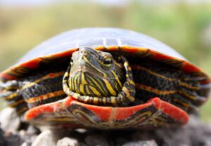 A female painted turtle who came out of the water to lay her eggs
