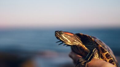 Providing a Balanced Diet For Slider Turtles