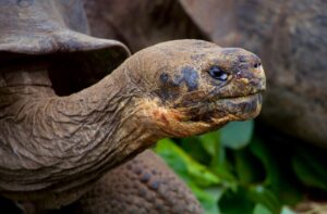 Recognizing Tortoise Health Emergencies