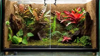 Building a Paludarium Tank