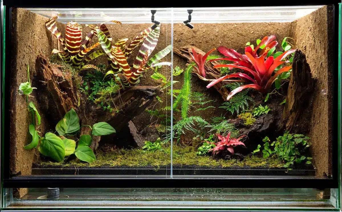 Building A Paludarium Tank Plants Or Animals Turtle Times