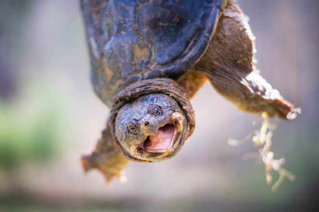 Can Turtles Breathe Through Their Butts Snapping Turtle