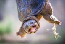 Can Turtles Breathe Through Their Butts Snapping Turtle