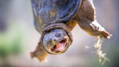 Can Turtles Breathe Through Their Butts Snapping Turtle