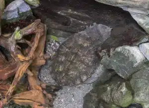 Mata Mata Turtle (Chelus fimbriata) Hiding Near Rocks