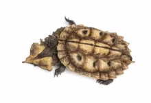 Mata Mata Turtle (Chelus fimbriata) White Background