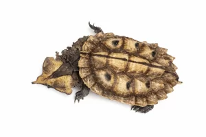 Mata Mata Turtle (Chelus fimbriata) White Background