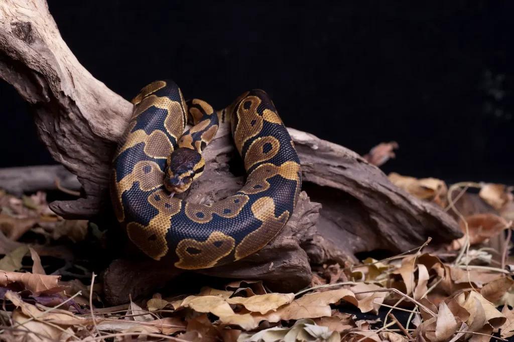 Ball Python Enclosure