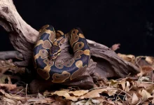 Ball Python Enclosure