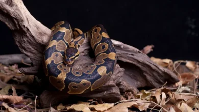 Ball Python Enclosure