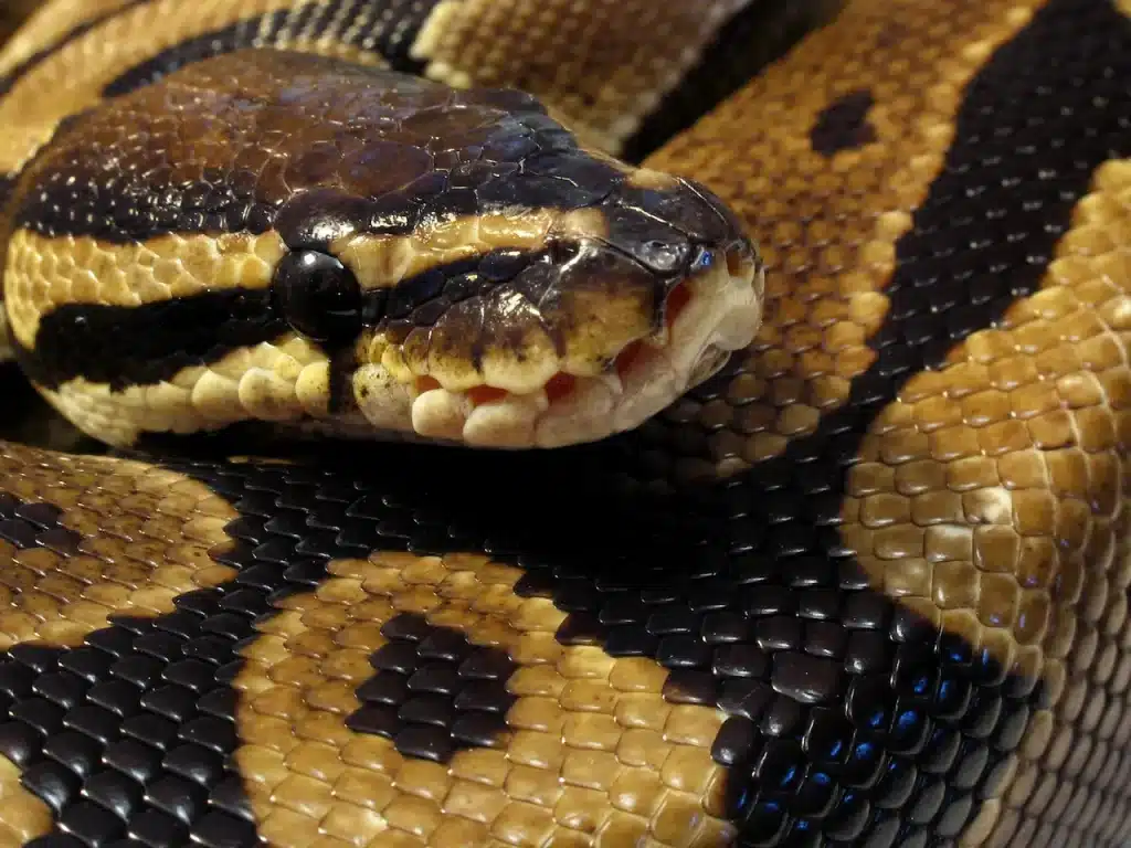 Ball Python Enclosure Close Up