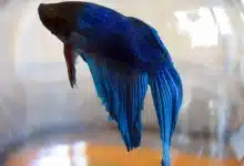 Can You Keep Betta Fish in A Vase