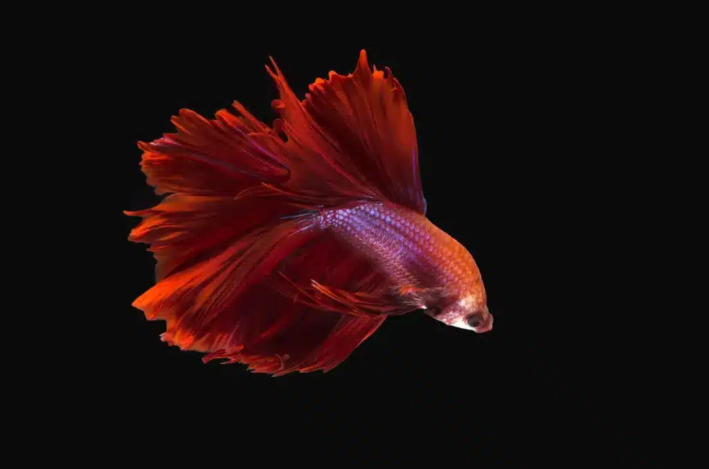 Red Betta Fish in A Vase