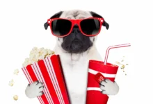 Iconic Pets from Movies and TV