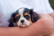 Cavalier King Charles Spaniel