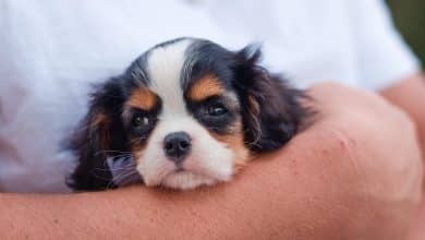 Cavalier King Charles Spaniel